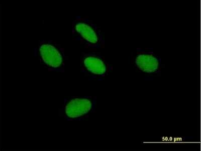 Immunocytochemistry/Immunofluorescence: TFIISH Antibody [H00006920-B01P] - Analysis of purified antibody to TCEA3 on HepG2 cell. (antibody concentration 10 ug/ml)