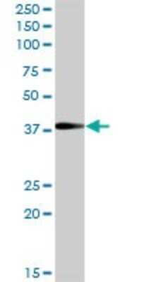 Western Blot: TFIISH Antibody [H00006920-B01P] - Analysis of TCEA3 expression in human placenta.