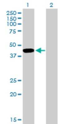 Western Blot: TFIISH Antibody [H00006920-B01P] - Analysis of TCEA3 expression in transfected 293T cell line by TCEA3 polyclonal antibody.  Lane 1: TCEA3 transfected lysate(38.28 KDa). Lane 2: Non-transfected lysate.