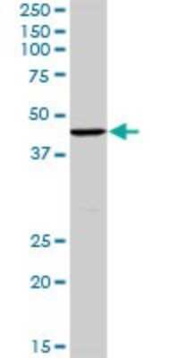 Western Blot: TFIISH Antibody [H00006920-D01P] - Analysis of TCEA3 expression in human liver.
