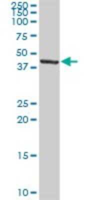 Western Blot: TFIISH Antibody [H00006920-D01P] - Analysis of TCEA3 expression in mouse liver.