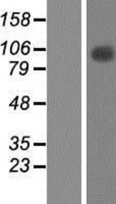 Western Blot: TFIP11 Overexpression Lysate (Adult Normal) [NBP2-09125] Left-Empty vector transfected control cell lysate (HEK293 cell lysate); Right -Over-expression Lysate for TFIP11.