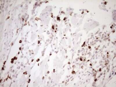 Immunohistochemistry: TFPI Antibody (OTI5H5) - Azide and BSA Free [NBP2-74493] - Analysis of Human colon tissue. (Heat-induced epitope retrieval by 1 mM EDTA in 10mM Tris, pH8.5, 120C for 3min)