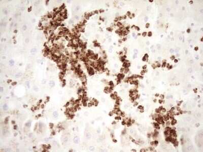 Immunohistochemistry: TFPI Antibody (OTI5H5) - Azide and BSA Free [NBP2-74493] - Analysis of Human liver tissue. (Heat-induced epitope retrieval by 1 mM EDTA in 10mM Tris, pH8.5, 120C for 3min)