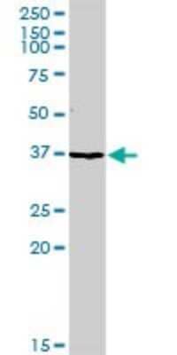Western Blot: TFPI Antibody [H00007035-D01P] - Analysis of TFPI expression in mouse liver.