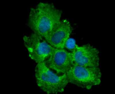 Immunocytochemistry/Immunofluorescence: TGF-alpha Antibody (JB58-36) [NBP2-75682] - Staining TGF alpha in A431 cells (green). The nuclear counter stain is DAPI (blue). Cells were fixed in paraformaldehyde, permeabilised with 0.25% Triton X100/PBS.