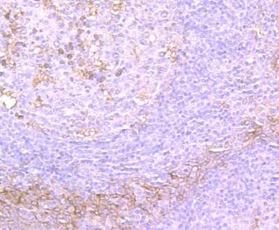 Immunohistochemistry-Paraffin: TGF-alpha Antibody (JB58-36) [NBP2-75682] - Analysis of paraffin-embedded human tonsil tissue using anti-TGF alpha antibody. Counter stained with hematoxylin.