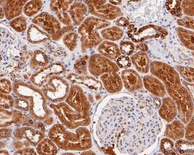 Immunohistochemistry-Paraffin: TGF-alpha Antibody (JB58-36) [NBP2-75682] - Immunohistochemical analysis of paraffin-embedded human kidney tissue using anti-TGF-alpha antibody. Counter stained with hematoxylin.