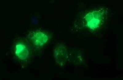 Immunocytochemistry/Immunofluorescence: TGF-beta 1 Antibody (OTI1E12) - Azide and BSA Free [NBP2-74495] - Analysis of COS7 cells transiently transfected by pCMV6-ENTRY TGF-Beta 1.