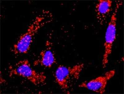 Proximity Ligation Assay: TGF-beta 2 Antibody [H00007042-D01P] - Analysis of protein-protein interactions between TGFB2 and APP. HeLa cells were stained with anti-TGFB2 rabbit purified polyclonal 1:1200 and anti-APP mouse monoclonal antibody 1:50. Each red dot represents the detection of protein-protein interaction complex, and nuclei were counterstained with DAPI (blue).