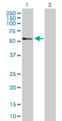 Western Blot: TGF-beta 2 Antibody [H00007042-D01P] - Analysis of TGFB2 expression in transfected 293T cell line by TGFB2 polyclonal antibody.Lane 1: TGFB2 transfected lysate(47.70 KDa).Lane 2: Non-transfected lysate.