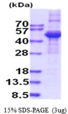 SDS-Page: Recombinant Human TGF-beta 3 Protein [NBP2-52029] -  15% SDS Page (3 ug)