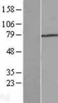 Western Blot Beta Ig-h3/TGFBI Overexpression Lysate