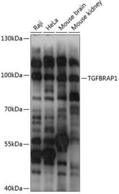 Western Blot TGFBRAP1 Antibody - Azide and BSA Free