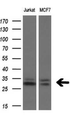 Western Blot: TGIF1 Antibody (OTI1B12) - Azide and BSA Free [NBP2-74496] - Analysis of extracts (10ug) from 2 different cell lines.