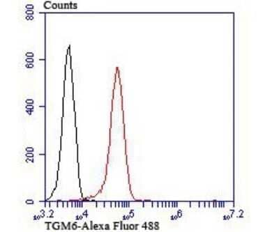 Flow Cytometry: TGM6 Antibody [NBP2-75688] - Analysis of 293T cells with TGM6 antibody at 1/100 dilution (red) compared with an unlabelled control (cells without incubation with primary antibody; black). Alexa Fluor 488-conjugated Goat anti rabbit IgG was used as the secondary antibody.