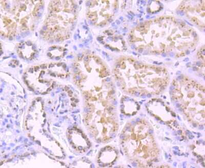 Immunohistochemistry-Paraffin: TGN38 Antibody (JF1-024) [NBP2-67193] - Analysis of paraffin-embedded human kidney tissue using anti-TGN46 antibody. Counter stained with hematoxylin.