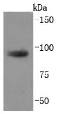 Western Blot: TGN38 Antibody (JF1-024) [NBP2-67193] - Analysis of TGN46 on NIH/3T3 cells lysates using anti-TGN46 antibody at 1/1,000 dilution.