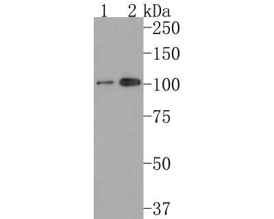 Western Blot: TGN38 Antibody (JF1-024) [NBP2-67193] - Analysis of TGN38 on different lysates. Proteins were transferred to a PVDF membrane and blocked with 5% BSA in PBS for 1 hour at room temperature. The primary antibody (1/500) was used in 5% BSA at room temperature for 2 hours. Goat Anti-Rabbit IgG - HRP Secondary Antibody at 1:200,000 dilution was used for 1 hour at room temperature. Positive control: Lane 1: NIH/3T3 cell lysate Lane 2: Hela cell lysate