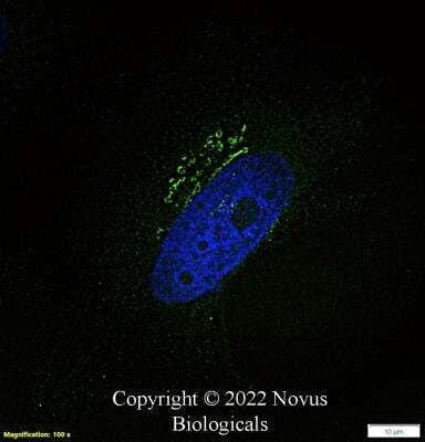 Immunocytochemistry/Immunofluorescence: TGN46 Antibody [Alexa Fluor® 488] [NBP1-49643AF488] - HeLa cells were fixed in 4% paraformaldehyde for 10 minutes and permeabilized in 0.05% Triton X-100 in PBS for 5 minutes. The cells were incubated with TGN46 Antibody conjugated to Alexa Fluor 488 (NBP1-49643AF488) at 2 ug/ml for 1 hour at room temperature.  Nuclei were counterstained with DAPI (Blue).  Cells were imaged using a 100X objective and digitally deconvolved.