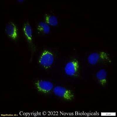 Immunocytochemistry/Immunofluorescence: TGN46 Antibody [Alexa Fluor® 488] [NBP1-49643AF488] - HepG2 cells were fixed in 4% paraformaldehyde for 10 minutes and permeabilized in 0.05% Triton X-100 in PBS for 5 minutes. The cells were incubated with TGN46 Antibody conjugated to Alexa Fluor 488 (NBP1-49643AF488) at 5 ug/ml for 1 hour at room temperature. Nuclei were counterstained with DAPI (Blue). Cells were imaged using a 40X objective.