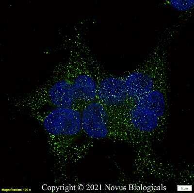 Immunocytochemistry/Immunofluorescence: TGR5/GPBAR1 Antibody [NBP2-23669] - Hek293 cells were fixed in 4% paraformaldehyde for 10 minutes and permeabilized in 0.05% Triton X-100 in PBS for 5 minutes. The cells were incubated with anti-TGR5/GPBAR1 Antibody NBP2-23669 at 2 ug/ml overnight at 4C and detected with an anti-rabbit Dylight 488 (Green) at a 1:1000 dilution for 60 minutes. Nuclei were counterstained with DAPI (Blue).  Cells were imaged using a 100X objective and digitally deconvolved.