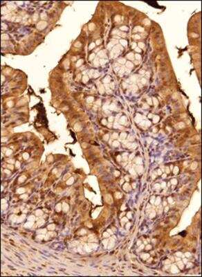 Immunohistochemistry-Paraffin: TGR5/GPBAR1 Antibody [NBP2-23669] - Tissue section of mouse colon using TGR5/GPBAR1 antibody at 1:200 dilution. The signal was detected using HRP-labelled secondary antibody and DAB staining which followed counterstaining with hematoxylin. This TGR5/GPBAR1 antibody generated a very specific a cytoplasmic staining primarily in the columner epithelial cells. A subset of cells from mucosa muscularis and the lamina propria also showed TGR5 positivity. Some cells in all histological layers depicted a nuclear staining also.