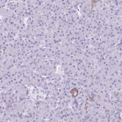 Immunohistochemistry-Paraffin: TGR5/GPBAR1 Antibody [NBP2-49376] - Staining of human pancreas shows low expression as expected.