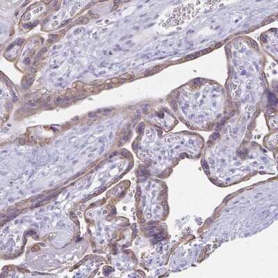 Immunohistochemistry-Paraffin: TGR5/GPBAR1 Antibody [NBP2-49376] - Staining of human placenta shows high expression.