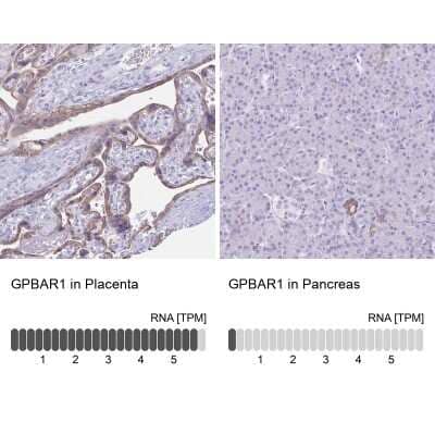 <b>Orthogonal Strategies Validation. </b>Immunohistochemistry-Paraffin: TGR5/GPBAR1 Antibody [NBP2-49376] - Staining in human placenta and pancreas tissues using anti-GPBAR1 antibody. Corresponding GPBAR1 RNA-seq data are presented for the same tissues.