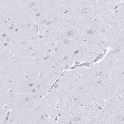 Immunohistochemistry-Paraffin: TGR5/GPBAR1 Antibody [NBP2-49376] - Staining of human cerebral cortex shows no positivity in neurons as expected.