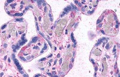 Immunohistochemistry-Paraffin: TGR5/GPBAR1 Antibody [NLS1937] - Analysis of anti-GPBAR1 / TGR5 antibody with human placenta.