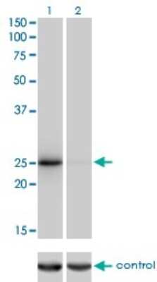 Western Blot: THAP1 Antibody (2C1-2F2) [H00055145-M01] - Analysis of THAP1 over-expressed 293 cell line, cotransfected with THAP1 Validated Chimera RNAi ( Cat # H00055145-R01V ) (Lane 2) or non-transfected control (Lane 1). Blot probed with THAP1 monoclonal antibody (M01), clone 2C1-2F2 (Cat # H00055145-M01 ). GAPDH ( 36.1 kDa ) used as specificity and loading control.