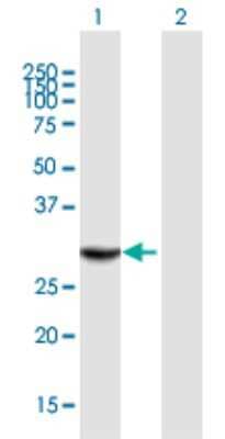 Western Blot: THAP1 Antibody [H00055145-B01P] - Analysis of THAP1 expression in transfected 293T cell line by THAP1 polyclonal antibody.  Lane 1: THAP1 transfected lysate(23.43 KDa). Lane 2: Non-transfected lysate.