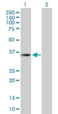 Western Blot: THAP10 Antibody [H00056906-B01P] - Analysis of THAP10 expression in transfected 293T cell line by THAP10 polyclonal antibody.  Lane 1: THAP10 transfected lysate(28.27 KDa). Lane 2: Non-transfected lysate.