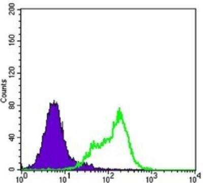 Flow Cytometry: THAP11 Antibody (3F3) [NBP1-51638] - Analysis of Hela cells using THAP11 mouse mAb (green) and negative control (purple).