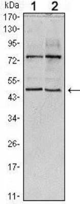 Western Blot: THAP11 Antibody (3F3) [NBP1-51638] - Analysis using THAP11 mouse mAb against Hela (1) and NTERA-2 (2) cell lysate.