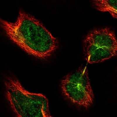 Immunocytochemistry/Immunofluorescence: THAP11 Antibody [NBP1-92495] - Immunofluorescent staining of human cell line U-2 OS shows localization to nucleoplasm & cytokinetic bridge.