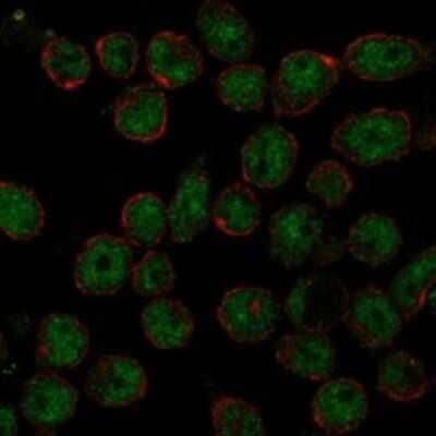 Immunocytochemistry/Immunofluorescence: THAP11 Antibody [NBP3-17677] - Staining of human cell line REH shows localization to nucleoplasm.