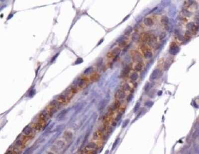 Immunohistochemistry: THAP11 Antibody [NBP1-49463] - Analysis of THAP11 in mouse skin
