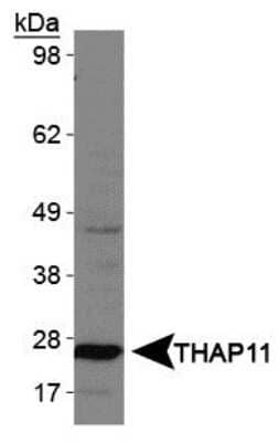 Western Blot: THAP11 Antibody [NBP1-49463] - Analysis of THAP11 in HepG2 whole cell lysates.