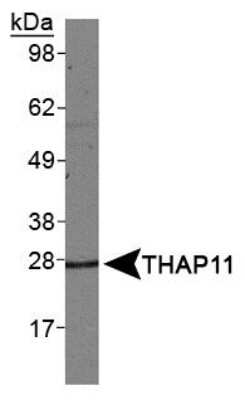 Western Blot THAP11 Antibody - BSA Free