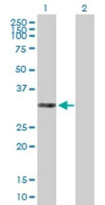 Western Blot: THAP3 Antibody [H00090326-B01P] - Analysis of THAP3 expression in transfected 293T cell line by THAP3 polyclonal antibody.  Lane 1: THAP3 transfected lysate(26.29 KDa). Lane 2: Non-transfected lysate.