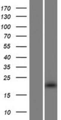 Western Blot THAP3 Overexpression Lysate