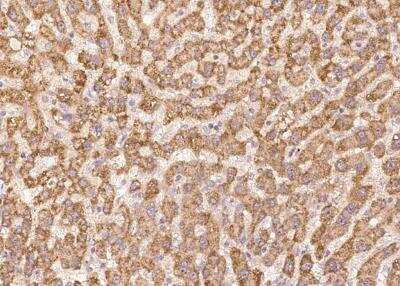 Immunohistochemistry-Paraffin: THAP6 Antibody [NBP3-05895] - Staining of human THAP6 in human liver with rabbit polyclonal antibody at 1:100 dilution.