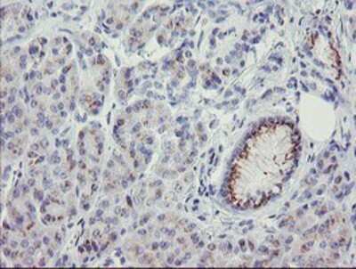 Immunohistochemistry: THAP6 Antibody (OTI1F6) - Azide and BSA Free [NBP2-74497] - Staining of paraffin-embedded Human pancreas tissue using anti-THAP6 mouse monoclonal antibody.