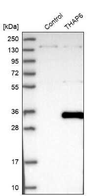 Western Blot: THAP6 Antibody [NBP1-81130] - Analysis in control (vector only transfected HEK293T lysate) and THAP6 over-expression lysate (Co-expressed with a C-terminal myc-DDK tag (3.1 kDa) in mammalian HEK293T cells).