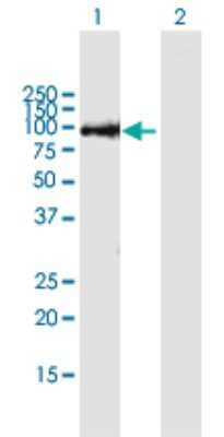 Western Blot: THAP9 Antibody [H00079725-B01P] - Analysis of THAP9 expression in transfected 293T cell line by THAP9 polyclonal antibody.  Lane 1: THAP9 transfected lysate(99.33 KDa). Lane 2: Non-transfected lysate.