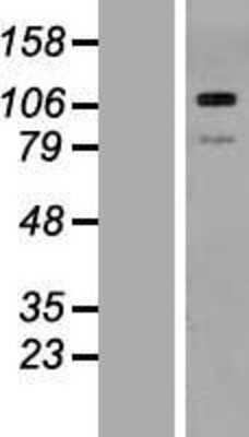 Western Blot: THBS3 Overexpression Lysate (Adult Normal) [NBP2-07529] Left-Empty vector transfected control cell lysate (HEK293 cell lysate); Right -Over-expression Lysate for THBS3.