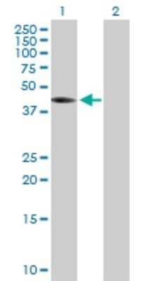Western Blot: THEG Antibody [H00051298-B01P] - Analysis of THEG expression in transfected 293T cell line by THEG polyclonal antibody.  Lane 1: THEG transfected lysate(41.8 KDa). Lane 2: Non-transfected lysate.